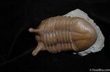 Stunning D Asaphus Intermedius Trilobite #462-7